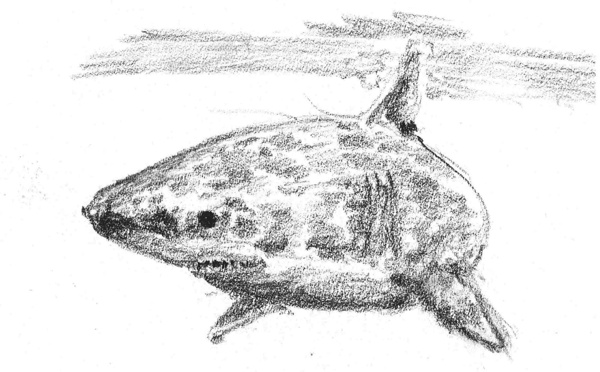 Feed The Shark, the game.