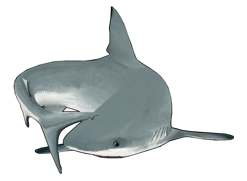 Shark stuck in the Turning Action